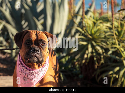 Friendly chien Boxer avec un bandana à l'échelle locale dog park Banque D'Images