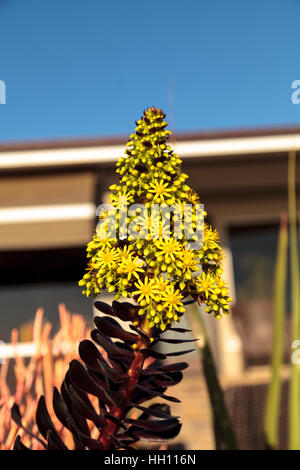 Fleurs jaune fleur le Aeonium arboreum communément appelées black rose plante succulente Banque D'Images