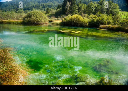 Vue sur la rivière clair vert clair du printemps dans la forêt de montagne en plein soleil, Zelenci, Slovénie Banque D'Images