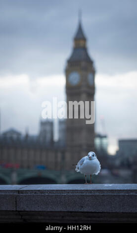 Seagull assis sur un mur sur la rive sud de la Tamise avec Big Ben et la tour de la reine Elizabeth II n'est pas mise au point Banque D'Images