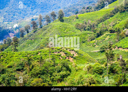 Scenic de plantations de thé en Cameron Highlands, Malaisie Banque D'Images