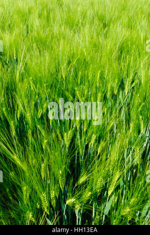 : L'orge (Hordeum vulgare), champ, , Sachsen, Saxe, Allemagne Banque D'Images