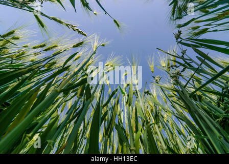 : L'orge (Hordeum vulgare), champ, , Sachsen, Saxe, Allemagne Banque D'Images