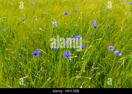 : Bleuet (Centaurea cyanus) dans un champ d'orge, , Sachsen, Saxe, Allemagne Banque D'Images