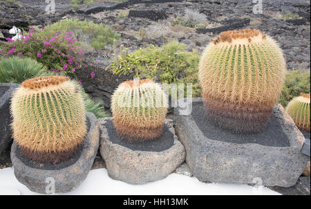 Cactus à la Fondation César Manrique à Lanzarote. Banque D'Images