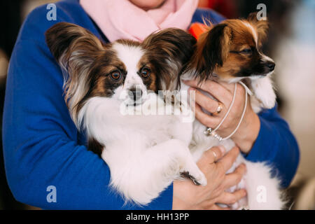 La papillon chien aussi appelé le petit Toy Spaniel, est une race de chien de l'Épagneul type. Butterfly-oreilles Banque D'Images