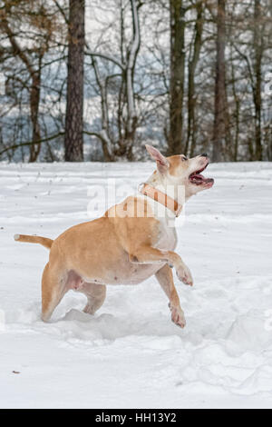 Staffordshire Bull Terrier dans le saut sur un snow Banque D'Images