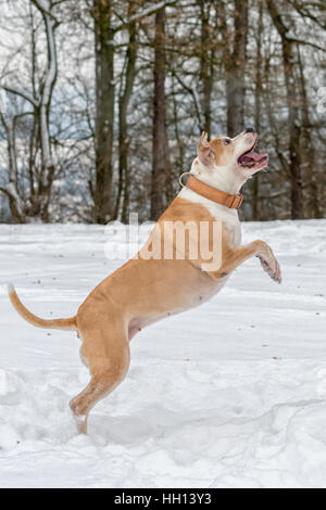 Staffordshire Bull Terrier dans le saut sur un snow Banque D'Images