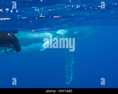 Natation avec baleine à bosse (Megaptera novaeangliae). Les îles Tonga. Polynésie française Banque D'Images