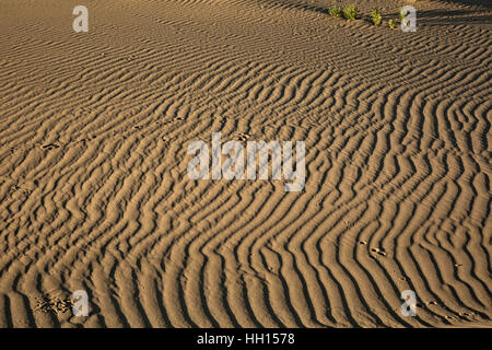 ID00671-00...NEW YORK - pistes sur les dunes de sable de Bruneau Dunes State Park. Banque D'Images