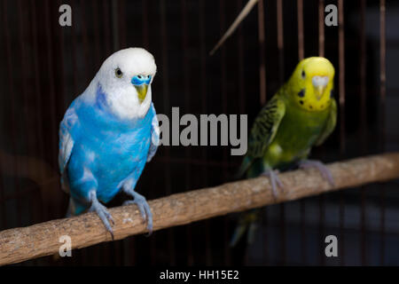 Perruche ondulée, Perruche jaune oiseaux dans la cage Banque D'Images