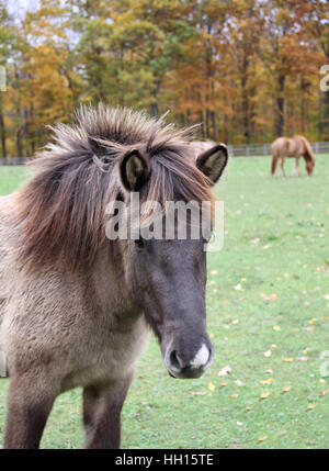 Une pouliche blue dun cheval islandais en pâturage avec un red dun hongre cheval islandais en arrière-plan sur une magnifique journée d'automne Banque D'Images