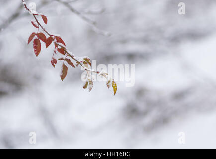 Petite branche de rose-canina (chien-rose) en première journées d'hiver Banque D'Images