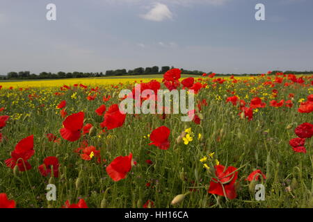 Coquelicot Papaver rhoeas coquelicot commun champ,contre un champ de colza jaune Brassica pana Basingstoke Hampshire Banque D'Images