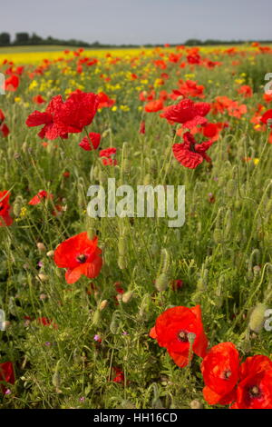 Coquelicot Papaver rhoeas coquelicot commun domaine contre un champ de colza jaune Banque D'Images