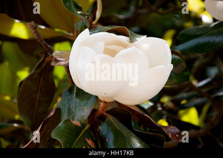 Fleur de Magnolia dans le jardin de George Washington's Mount Vernon accueil sur les rives de la rivière Potomac USA Banque D'Images