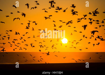 Silhouettes de vols d'oiseaux et une vue spectaculaire sur la mer et le coucher du soleil. L'océan Atlantique, les goélands. Banque D'Images