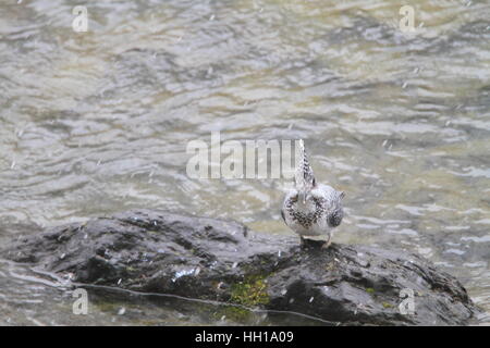 Crested Kingfisher (Megaceryle lugubris) au Japon Banque D'Images