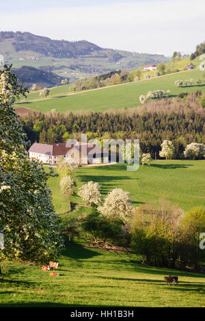 Saint Georgen dans der Klaus : fermes et de la floraison des arbres fruitiers, Mostviertel, Niederösterreich, Basse Autriche, Autriche Banque D'Images