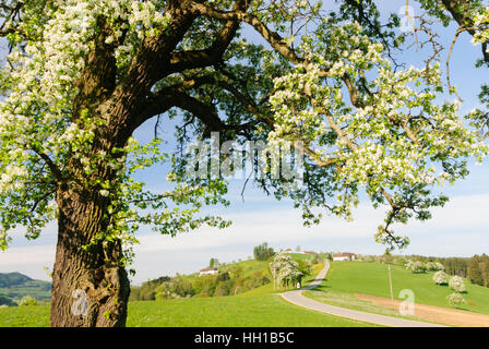 Saint Georgen dans der Klaus : fermes et de la floraison des arbres fruitiers, Mostviertel, Niederösterreich, Basse Autriche, Autriche Banque D'Images