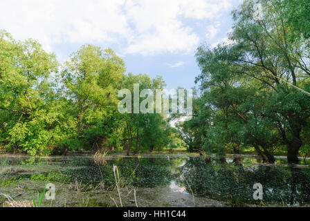 Komarno (Komorn) à flot : forêt de la Danube, , , Slovaquie Banque D'Images