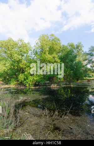 Komarno (Komorn) à flot : forêt de la Danube, , , Slovaquie Banque D'Images