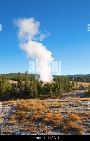 Old Faithful Geyser éruption dans le parc national de Yellowstone, États-Unis Banque D'Images