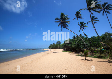 Longue plage de sable avec des palmiers, Beruwela, Sri Lanka, Province de l'Ouest Banque D'Images