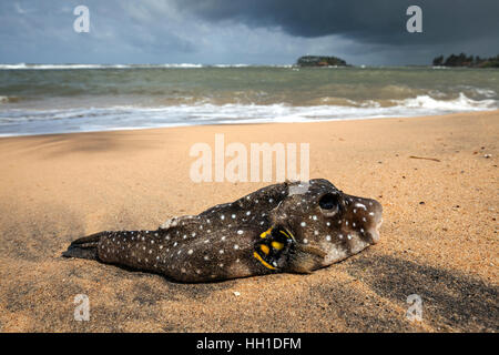 Le poisson-globe mort (Cyprinidae) allongé sur une plage de sable, Beruwela, Sri Lanka, Province de l'Ouest Banque D'Images