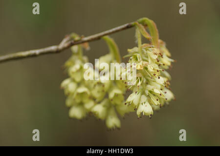 Corylopsis glabrescens à Clyne gardens, Swansea, Pays de Galles, Royaume-Uni. Banque D'Images