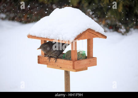 Femelle de merle noir (Turdus merula) dans l'alimentation en bois fait maison simple mangeoire, nichoir installé sur le jardin d'hiver dans la neige Banque D'Images