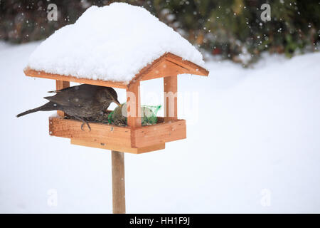 Femelle de merle noir (Turdus merula) dans l'alimentation en bois fait maison simple mangeoire, nichoir installé sur le jardin d'hiver dans la neige Banque D'Images