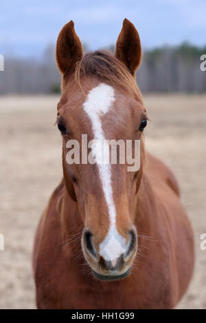 Portrait cheval à tout droit à l'appareil photo Banque D'Images