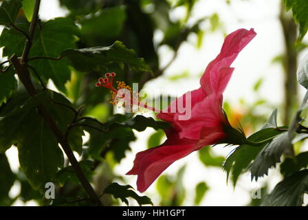 Une fleur d'hibiscus dans un jardin botanique. Banque D'Images