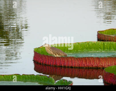 Un oiseau Crabier chinois reposant sur le dynamisme et la couleur Rouge Vert Victoria feuille de lotus, Bangkok, Thaïlande Banque D'Images
