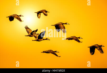 Flying troupeau de canards sifflement face blanche de Madagascar Banque D'Images