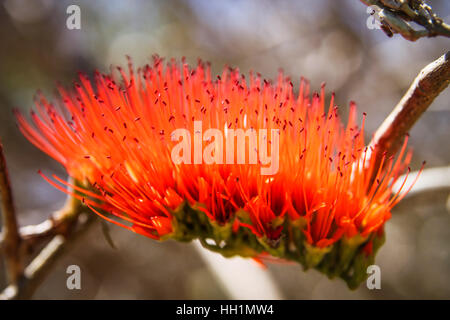 Combretum Madagascar culture des fleurs rouges dans le nord du pays Banque D'Images