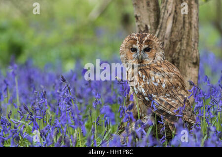 Tawny Owl (Strix Aluco enr) assis dans un bois Bluebell Banque D'Images