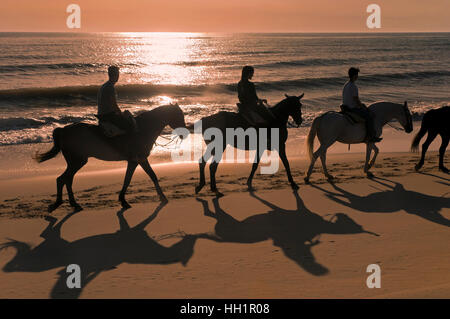 Le tourisme équestre sur la plage, le Parc Naturel de Donana, Matalascañas, province de Huelva, Andalousie, Espagne, Europe Banque D'Images