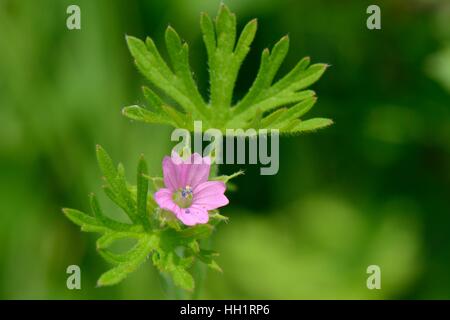 Cut-leaved géranium sanguin (Geranium dissectum) floraison sur les herbages pré, près de Bath, Royaume-Uni, juin. Banque D'Images