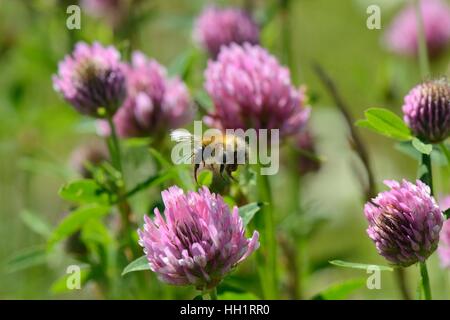 Les bourdons (Bombus cardeur commun pascuorum) volant de trèfle rouge (Trifolium pratense) fleurs à nourrir, Bristol, UK Banque D'Images