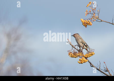 Les jaseurs se nourrissent d'un Rohan Mountain Ash Tree. L'hiver. Banque D'Images