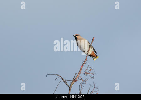 Les jaseurs se nourrissent d'un Rohan Mountain Ash Tree. L'hiver. Banque D'Images