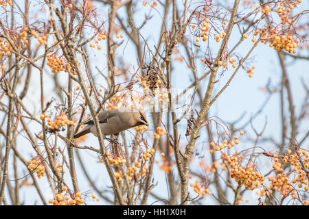 Les jaseurs se nourrissent d'un Rohan Mountain Ash Tree. L'hiver. Banque D'Images