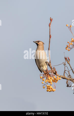 Les jaseurs se nourrissent d'un Rohan Mountain Ash Tree. L'hiver. Banque D'Images