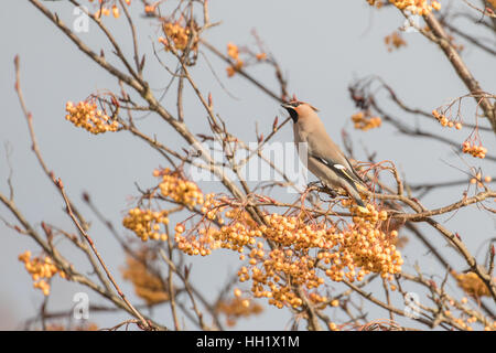 Les jaseurs se nourrissent d'un Rohan Mountain Ash Tree. L'hiver. Banque D'Images