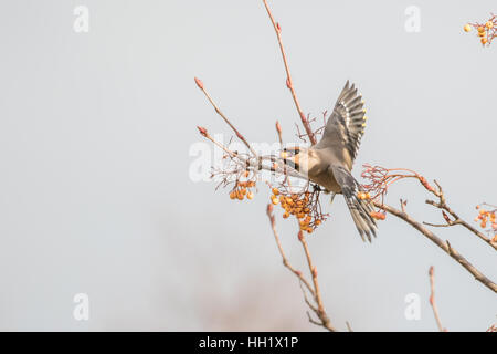 Les jaseurs se nourrissent d'un Rohan Mountain Ash Tree. L'hiver. Banque D'Images