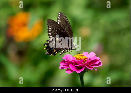 Un grand papillon noir perché sur une fleur rose vif avec un fond vert. Banque D'Images