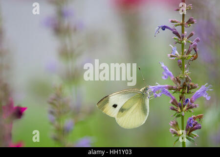 Un petit papillon jaune se nourrissant de fleurs violettes avec un fond rose et vert. Banque D'Images