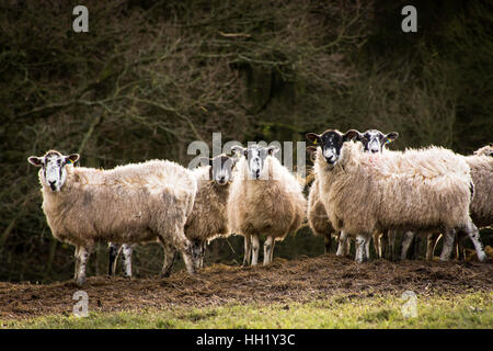 Sheep feeding time Banque D'Images